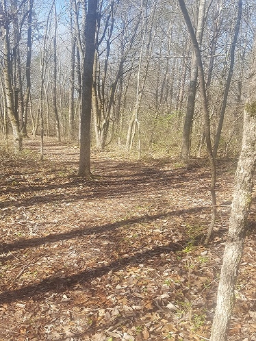 Woods Cropped.jpg